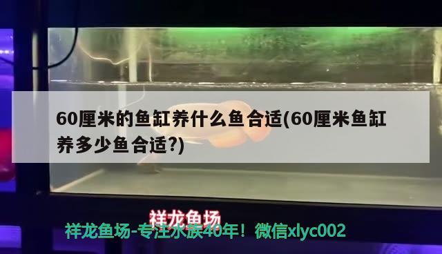 60厘米的鱼缸养什么鱼合适(60厘米鱼缸养多少鱼合适？)