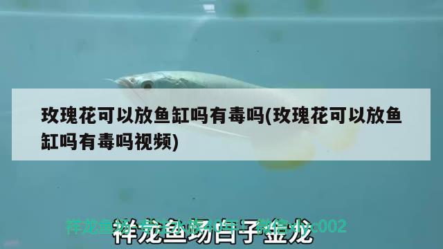 玫瑰花可以放鱼缸吗有毒吗(玫瑰花可以放鱼缸吗有毒吗视频)