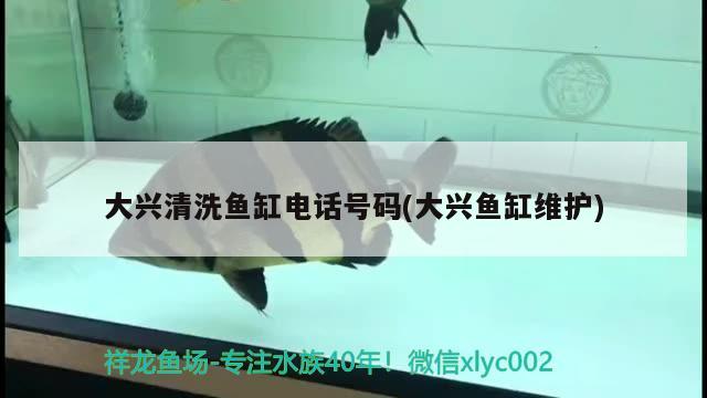 大兴清洗鱼缸电话号码(大兴鱼缸维护) 鱼缸/水族箱