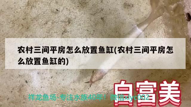 农村三间平房怎么放置鱼缸(农村三间平房怎么放置鱼缸的) 鹦鹉鱼