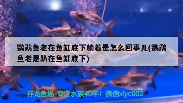 鹦鹉鱼老在鱼缸底下躺着是怎么回事儿(鹦鹉鱼老是趴在鱼缸底下)