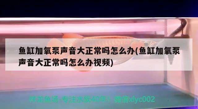 鱼缸加氧泵声音大正常吗怎么办(鱼缸加氧泵声音大正常吗怎么办视频)