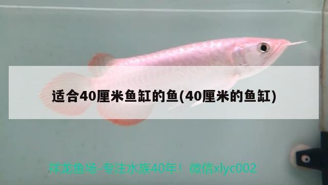 适合40厘米鱼缸的鱼(40厘米的鱼缸) 粗线银版鱼苗