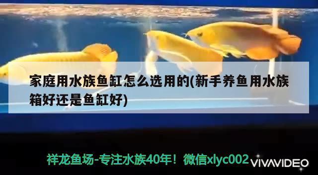 家庭用水族鱼缸怎么选用的(新手养鱼用水族箱好还是鱼缸好)