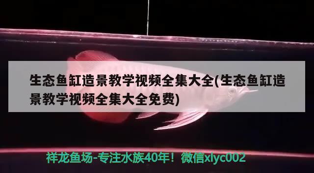 生态鱼缸造景教学视频全集大全(生态鱼缸造景教学视频全集大全免费) 金老虎鱼