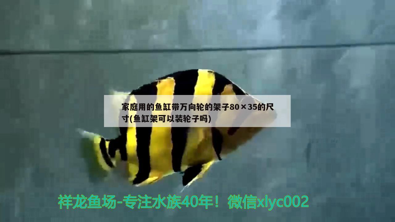 家庭用的鱼缸带万向轮的架子80×35的尺寸(鱼缸架可以装轮子吗)