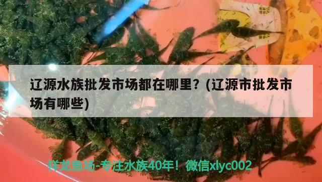 辽源水族批发市场都在哪里？(辽源市批发市场有哪些)