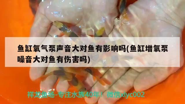 鱼缸氧气泵声音大对鱼有影响吗(鱼缸增氧泵噪音大对鱼有伤害吗) 女王大帆鱼