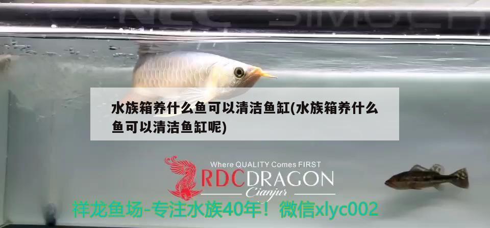 水族箱养什么鱼可以清洁鱼缸(水族箱养什么鱼可以清洁鱼缸呢)