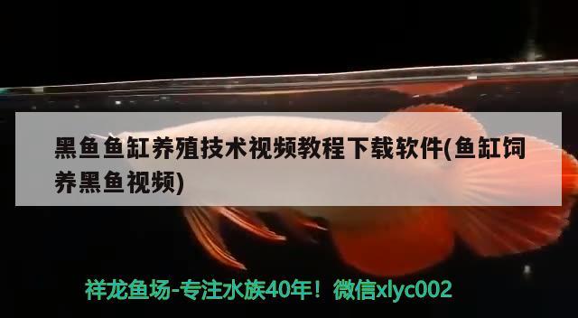 黑鱼鱼缸养殖技术视频教程下载软件(鱼缸饲养黑鱼视频) 速倍妥鱼粮鱼药