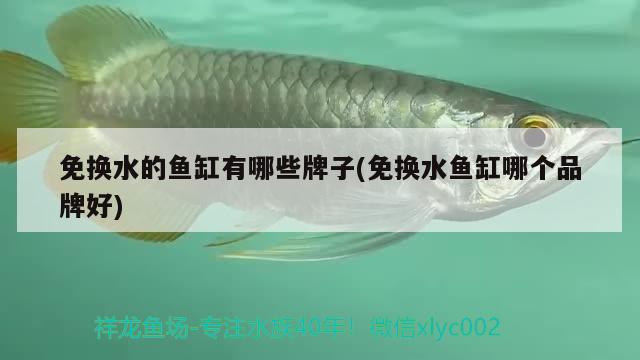 免换水的鱼缸有哪些牌子(免换水鱼缸哪个品牌好) 水族品牌