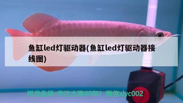 鱼缸led灯驱动器(鱼缸led灯驱动器接线图) 银古鱼苗