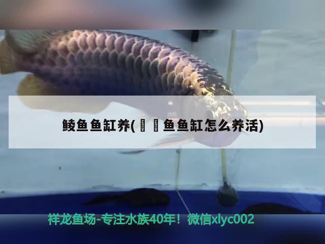 鲮鱼鱼缸养(鳑鲏鱼鱼缸怎么养活) 非洲金鼓鱼 第2张