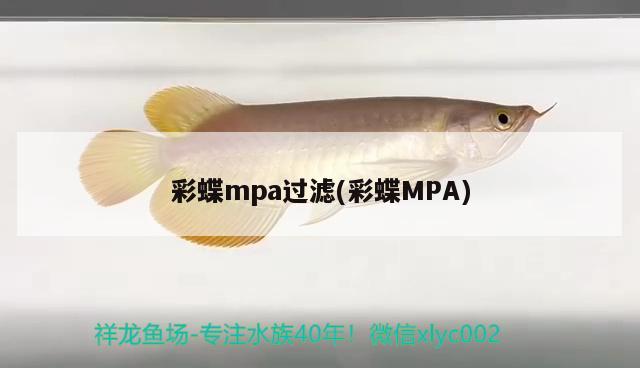 彩蝶mpa过滤(彩蝶MPA) 高背金龙鱼