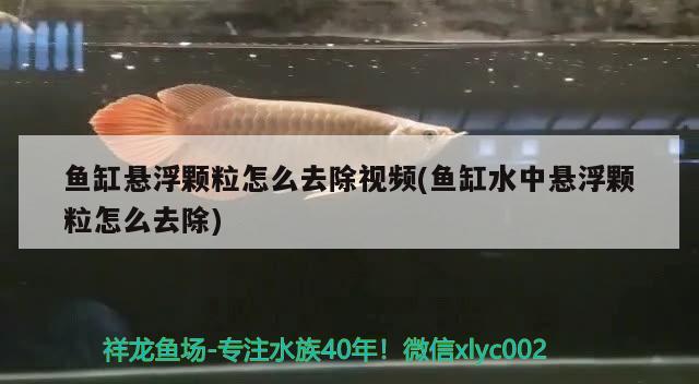 鱼缸悬浮颗粒怎么去除视频(鱼缸水中悬浮颗粒怎么去除) 虎斑恐龙鱼