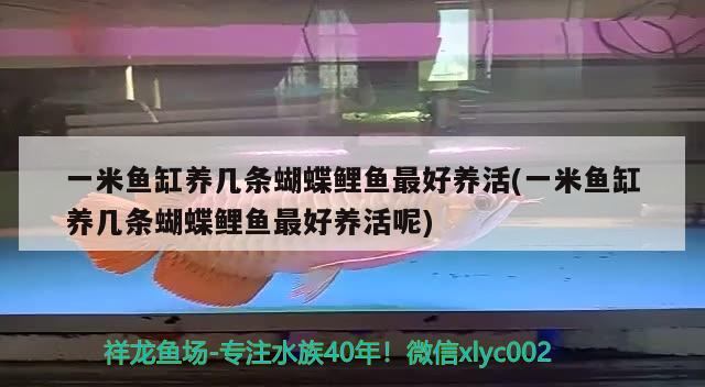 一米鱼缸养几条蝴蝶鲤鱼最好养活(一米鱼缸养几条蝴蝶鲤鱼最好养活呢) 蝴蝶鲤