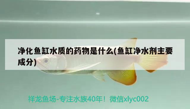 净化鱼缸水质的药物是什么(鱼缸净水剂主要成分) 广州水族器材滤材批发市场