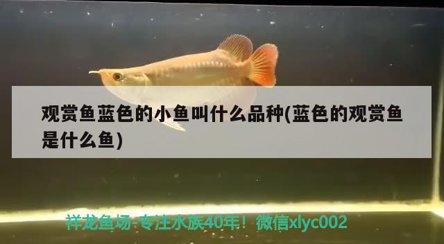 观赏鱼蓝色的小鱼叫什么品种(蓝色的观赏鱼是什么鱼) 福魟魟鱼