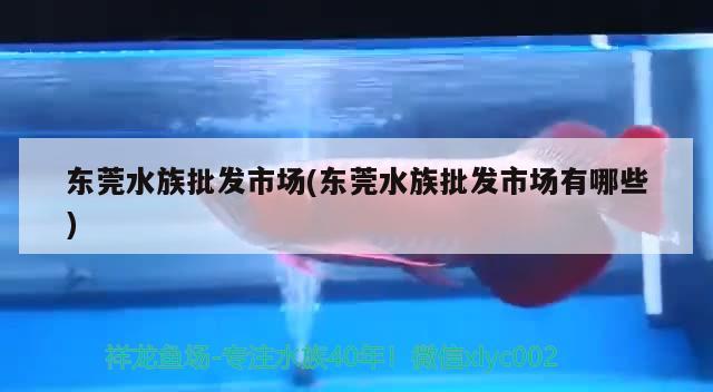 东莞水族批发市场(东莞水族批发市场有哪些) 观赏鱼水族批发市场