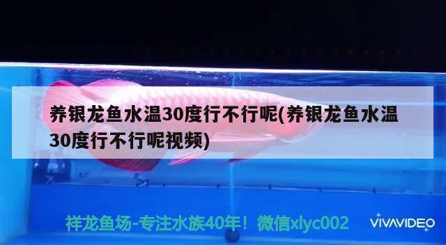 养银龙鱼水温30度行不行呢(养银龙鱼水温30度行不行呢视频)