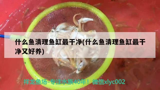 什么鱼清理鱼缸最干净(什么鱼清理鱼缸最干净又好养)