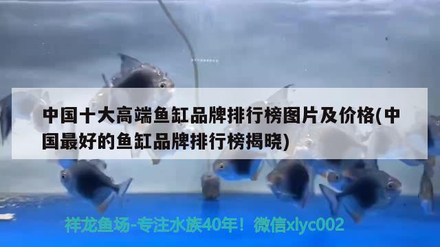 中国十大高端鱼缸品牌排行榜图片及价格(中国最好的鱼缸品牌排行榜揭晓)