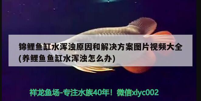 锦鲤鱼缸水浑浊原因和解决方案图片视频大全(养鲤鱼鱼缸水浑浊怎么办)