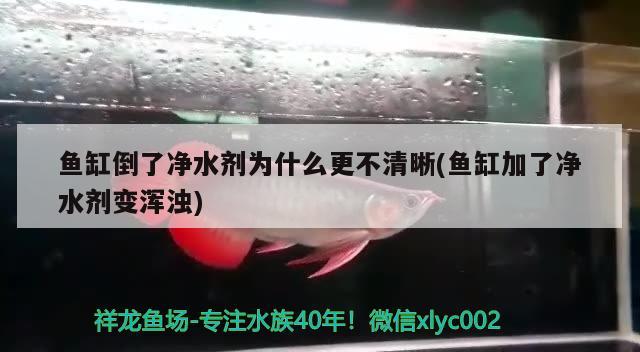 鱼缸倒了净水剂为什么更不清晰(鱼缸加了净水剂变浑浊)