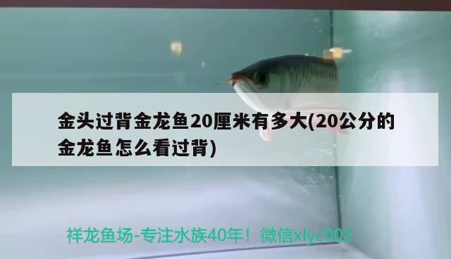 金头过背金龙鱼20厘米有多大(20公分的金龙鱼怎么看过背) 过背金龙鱼