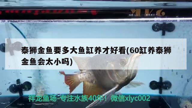 泰狮金鱼要多大鱼缸养才好看(60缸养泰狮金鱼会太小吗) 申古三间鱼 第2张