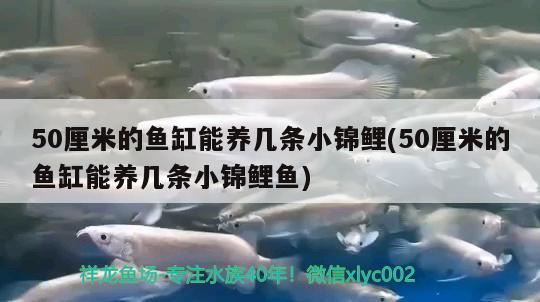 50厘米的鱼缸能养几条小锦鲤(50厘米的鱼缸能养几条小锦鲤鱼) 黑桃A鱼苗