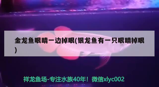 金龙鱼眼睛一边掉眼(银龙鱼有一只眼睛掉眼) 银龙鱼