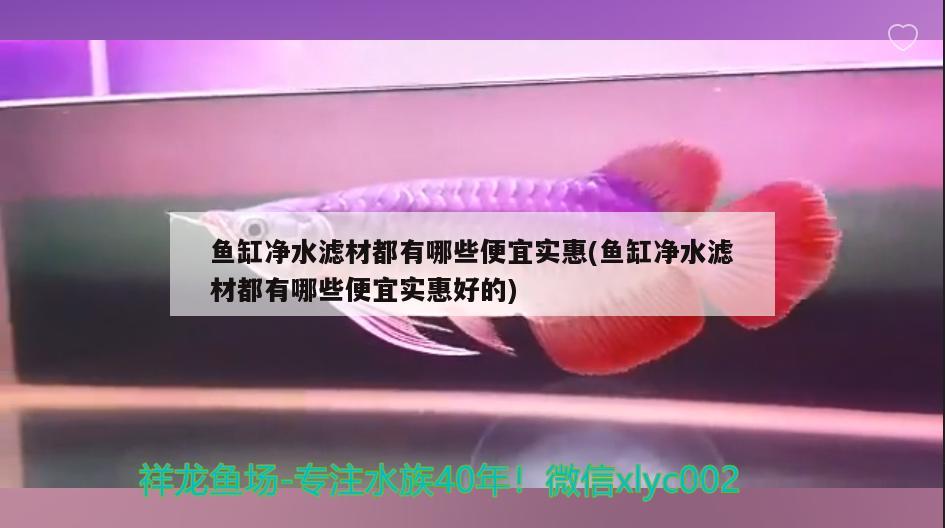 鱼缸净水滤材都有哪些便宜实惠(鱼缸净水滤材都有哪些便宜实惠好的) 月光鸭嘴鱼