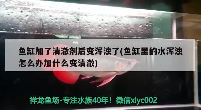 鱼缸加了清澈剂后变浑浊了(鱼缸里的水浑浊怎么办加什么变清澈) 观赏鱼百科