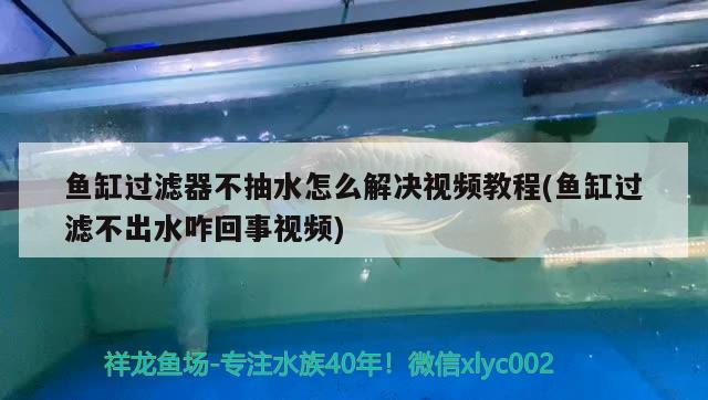 鱼缸过滤器不抽水怎么解决视频教程(鱼缸过滤不出水咋回事视频)