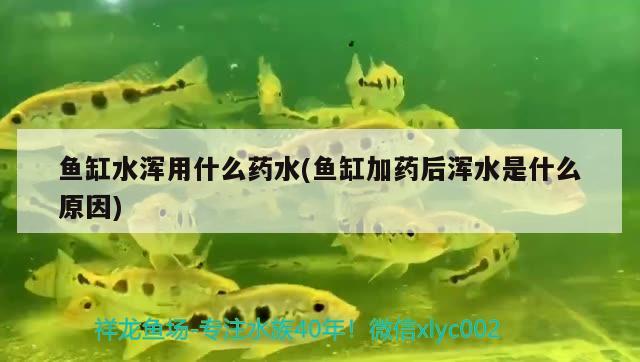 鱼缸水浑用什么药水(鱼缸加药后浑水是什么原因) 红白锦鲤鱼