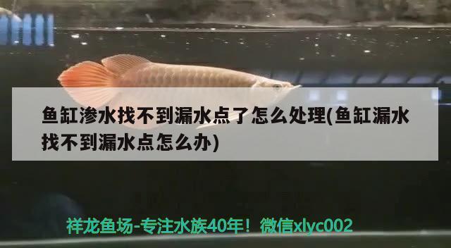 鱼缸渗水找不到漏水点了怎么处理(鱼缸漏水找不到漏水点怎么办)