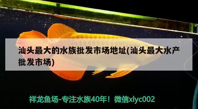 汕头最大的水族批发市场地址(汕头最大水产批发市场) 观赏鱼水族批发市场