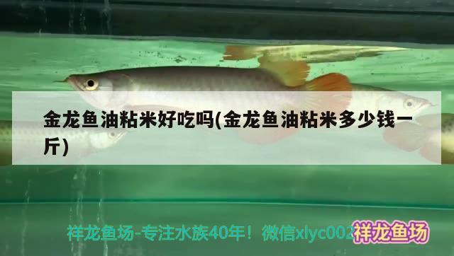 金龙鱼油粘米好吃吗(金龙鱼油粘米多少钱一斤) 鸭嘴鲨鱼