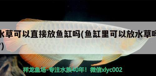 水草可以直接放鱼缸吗(鱼缸里可以放水草吗?) 水草