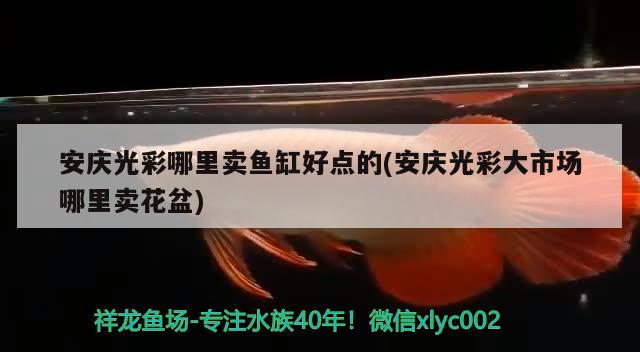 安庆光彩哪里卖鱼缸好点的(安庆光彩大市场哪里卖花盆) 热带鱼鱼苗批发