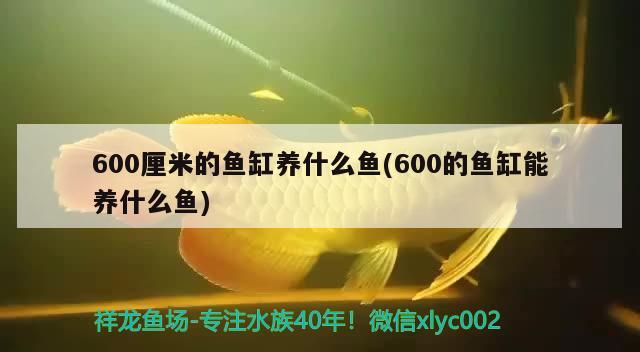 600厘米的鱼缸养什么鱼(600的鱼缸能养什么鱼) 祥龙鱼场其他产品