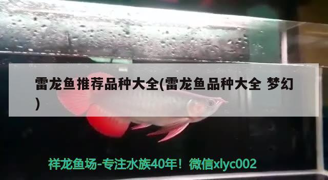 雷龙鱼推荐品种大全(雷龙鱼品种大全梦幻)