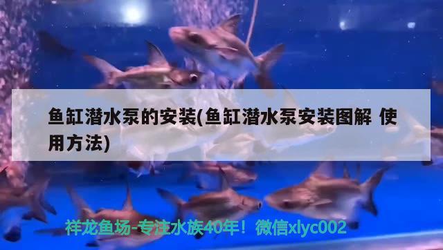 鱼缸潜水泵的安装(鱼缸潜水泵安装图解使用方法)