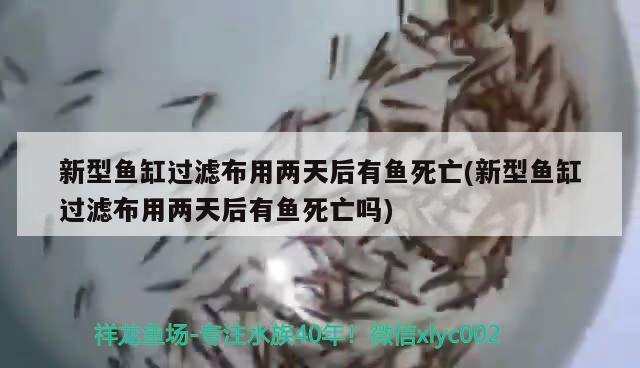 新型鱼缸过滤布用两天后有鱼死亡(新型鱼缸过滤布用两天后有鱼死亡吗) 朱巴利鱼