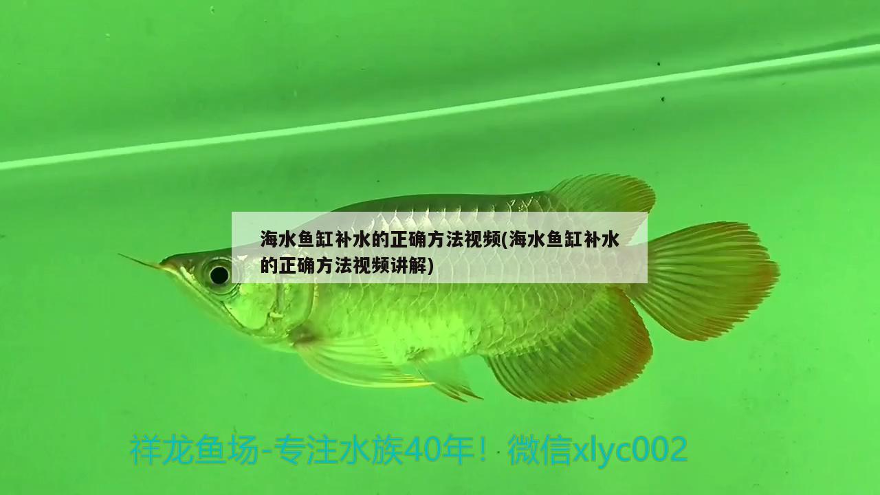 海水鱼缸补水的正确方法视频(海水鱼缸补水的正确方法视频讲解)