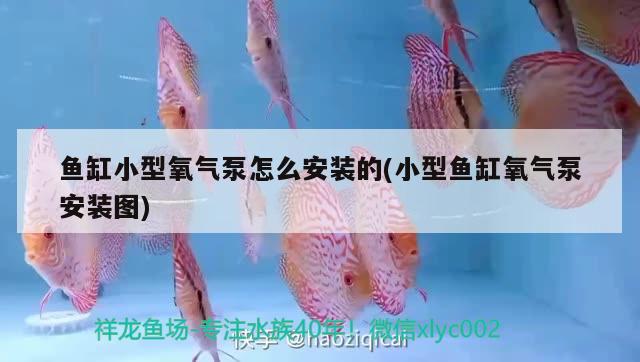 鱼缸小型氧气泵怎么安装的(小型鱼缸氧气泵安装图) 水族灯（鱼缸灯）