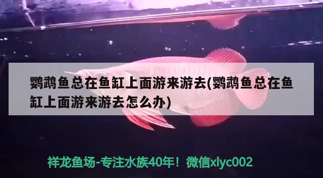 鹦鹉鱼总在鱼缸上面游来游去(鹦鹉鱼总在鱼缸上面游来游去怎么办) 鹦鹉鱼