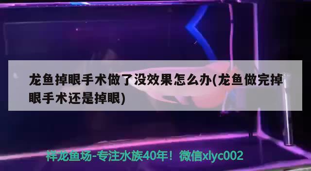 龙鱼掉眼手术做了没效果怎么办(龙鱼做完掉眼手术还是掉眼)