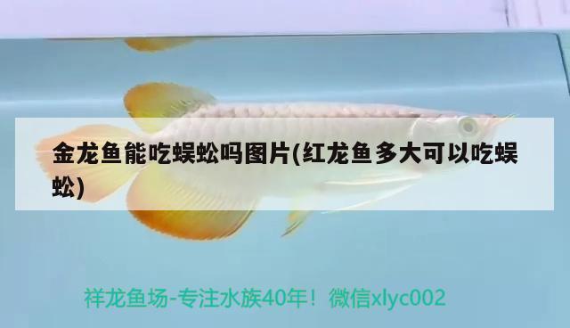 金龙鱼能吃蜈蚣吗图片(红龙鱼多大可以吃蜈蚣) 广州水族器材滤材批发市场